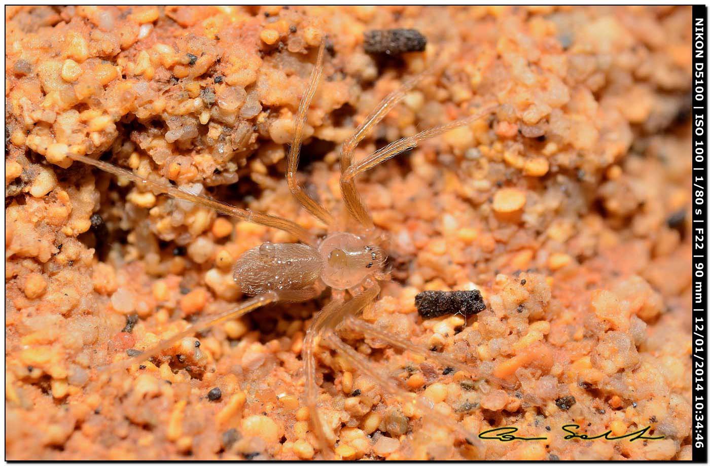 Giovane Loxosceles rufescens - Alghero (SS)